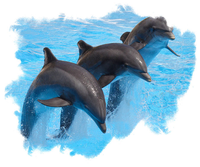 BE Enjoy Watching Jumping and Flipping Dolphins